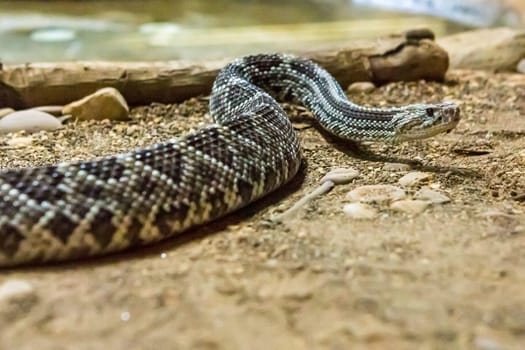 Rattlesnake, Crotalus atrox. Western Diamondback. Dangerous snake.