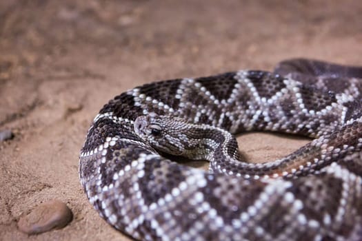Rattlesnake, Crotalus atrox. Western Diamondback. Dangerous snake.