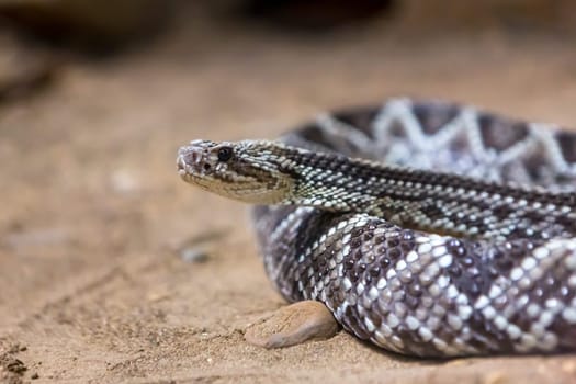 Rattlesnake, Crotalus atrox. Western Diamondback. Dangerous snake.