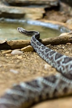 Rattlesnake, Crotalus atrox. Western Diamondback. Dangerous snake.