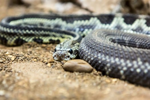 Rattlesnake, Crotalus atrox. Western Diamondback. Dangerous snake.