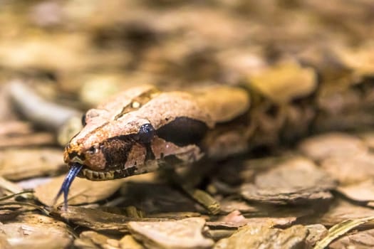 Boa constrictor, a species of large, heavy bodied snake.