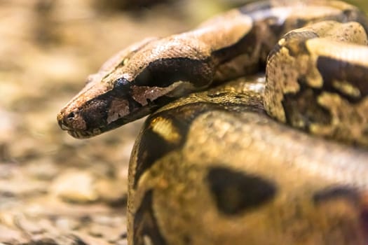 Boa constrictor, a species of large, heavy bodied snake.