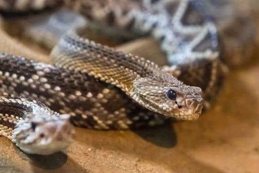 Rattlesnake, Crotalus atrox. Western Diamondback. Dangerous snake.
