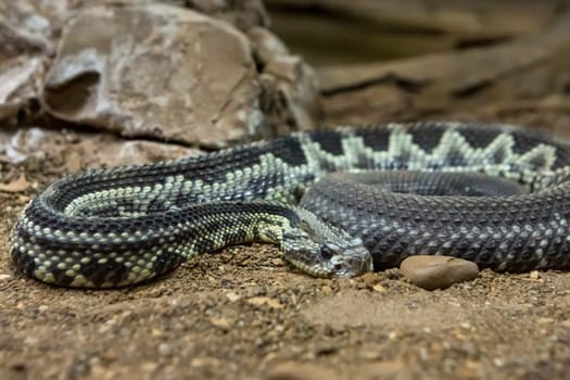 Rattlesnake, Crotalus atrox. Western Diamondback. Dangerous snake.