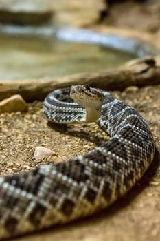 Rattlesnake, Crotalus atrox. Western Diamondback. Dangerous snake.