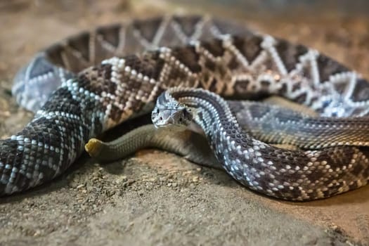 Rattlesnake, Crotalus atrox. Western Diamondback. Dangerous snake.