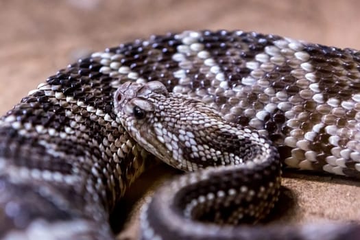 Rattlesnake, Crotalus atrox. Western Diamondback. Dangerous snake.