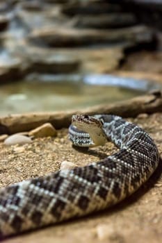 Rattlesnake, Crotalus atrox. Western Diamondback. Dangerous snake.