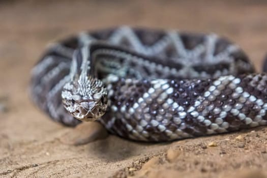 Rattlesnake, Crotalus atrox. Western Diamondback. Dangerous snake.