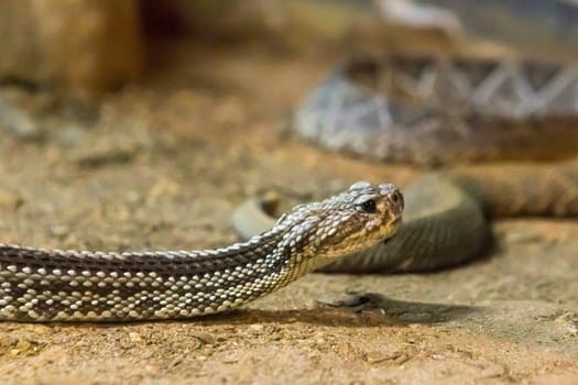 Rattlesnake, Crotalus atrox. Western Diamondback. Dangerous snake.