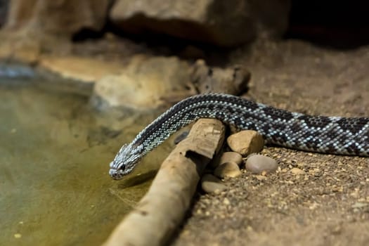 Rattlesnake, Crotalus atrox. Western Diamondback. Dangerous snake.