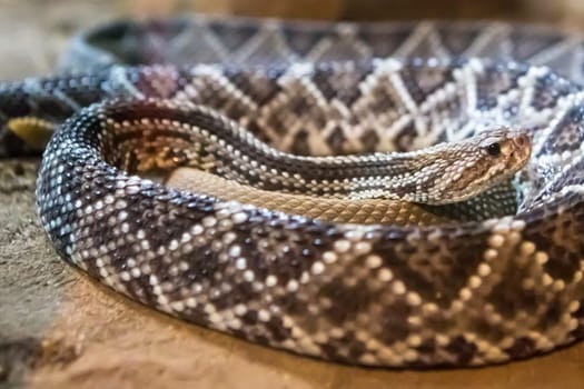 Rattlesnake, Crotalus atrox. Western Diamondback. Dangerous snake.