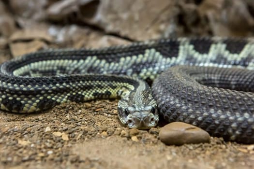 Rattlesnake, Crotalus atrox. Western Diamondback. Dangerous snake.