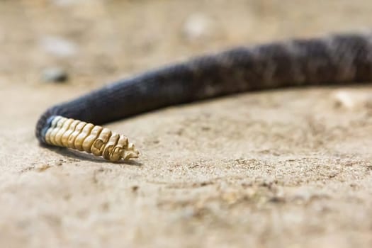 Rattlesnake, Crotalus atrox. Western Diamondback. Dangerous snake.