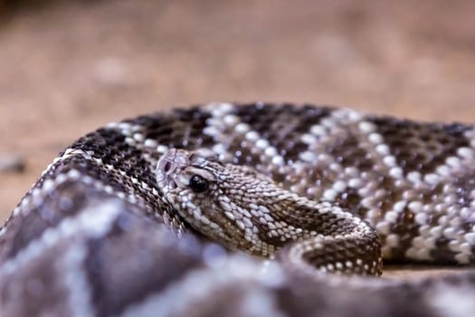 Rattlesnake, Crotalus atrox. Western Diamondback. Dangerous snake.