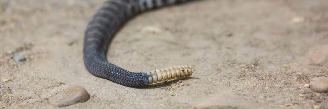 Rattlesnake, Crotalus atrox. Western Diamondback. Dangerous snake.