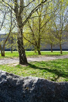birch tree in city park, spring time, vertical image