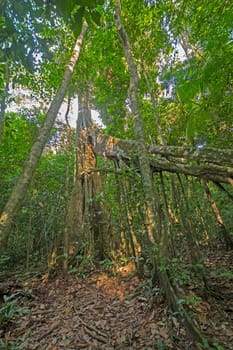 Amazon Rainforest Flora in the Sun near Cristalino lodge in Brazil