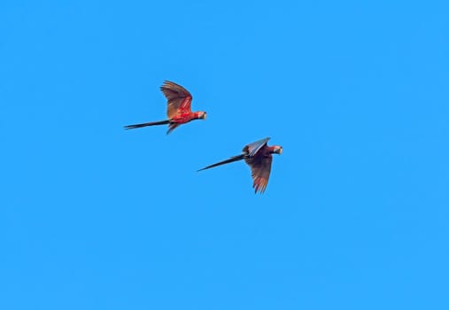 Red and Green Macaw in Flight near Cristalino Lodge in the Amazon Rain Forest