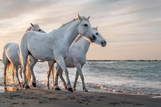 White horses are galoping in the water  all over the sea in Camargue, France.