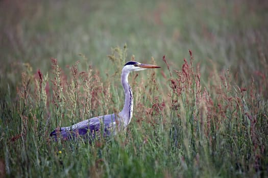 Grey heron Ardea cinerea lurks on meadow in May