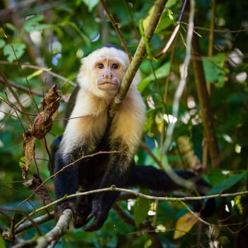 Capuchin monkey in a tropical forest in Costa Rica