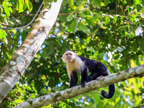 Capuchin monkey in a tropical forest in Costa Rica