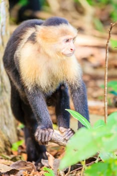 Capuchin monkey in a tropical forest in Costa Rica