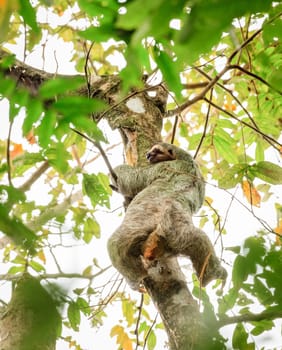 Brown-throated Sloth climbing a tree in tropical forest in Costa Rica