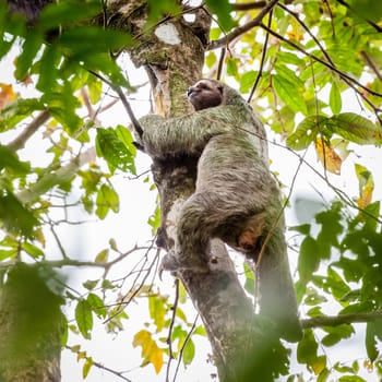 Brown-throated Sloth climbing a tree in tropical forest in Costa Rica