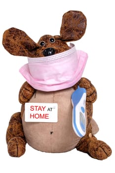 Coronavirus quarantine concept. A funny dog wearing a surgical mask and a fever thermometer and an stay at home tag isolated on a white background. Stay at home concept, self-isolation and social distancing. Macro photograph.
