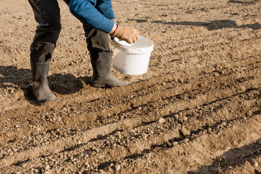 A woman plants an onion billet in the afternoon