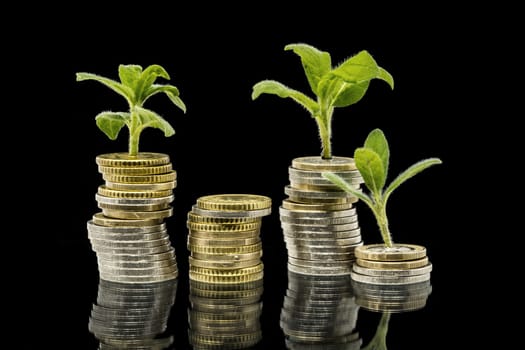 Plants grow out of stacked money coins against a black background with reflection