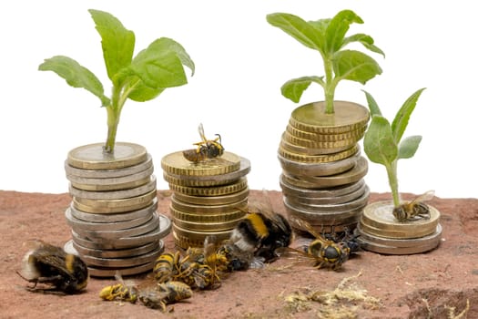 Small plants grow from stacked money coins on a sandstone with dead insects