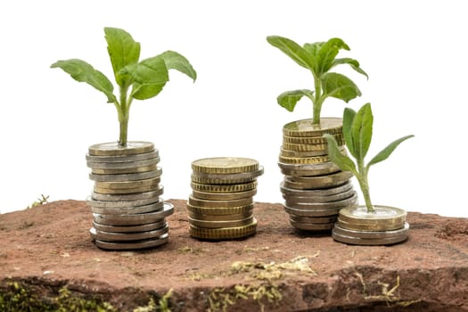 Small plants grow out of stacked money coins on a sandstone isolated on white