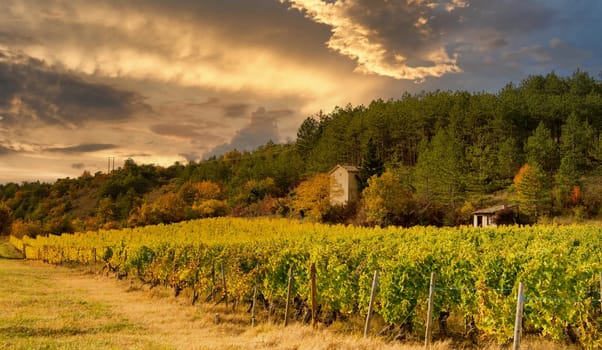 Vineyards in France, autumn, Drome,  wine Clairette de Die