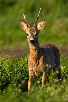 Elegant roe deer, capreolus capreolus, buck approaching from front view in warm orange light in spring. Animal wildlife on agricultural field. Male mammal with antlers in green nature.