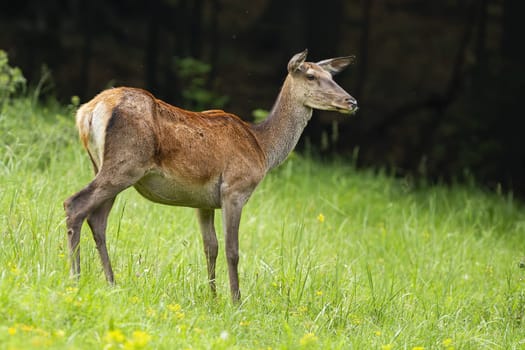 Attentive red deer, cervus elaphus, hind looking aside and listening with interest in summer with dark forest in background. Surprised female mammal with short tail on a green meadow in nature.