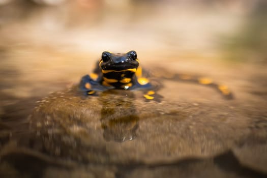 Little fire salamander, salamandra salamandra, peeking out from water and looking with big dark eyes from front view. Lovely black animal with yellow spots inside stream in spring nature.