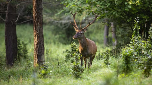 Dominant red deer, cervus elaphus, stag standing in green summer forest at sunset. Strong wild animal with antlers antlers looking aside in woodland from front view. Fresh wildlife scenery.