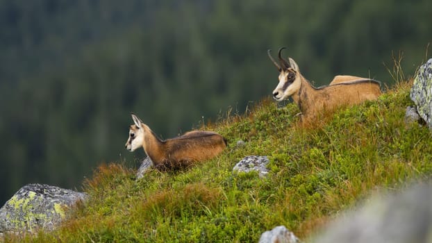 Relaxed young tatra chamois, rupicapra rupicapra tatrica, lying down on edge of hillside with mother in summer mountains.Tranquil animal wildlife scenery from rocky environment.
