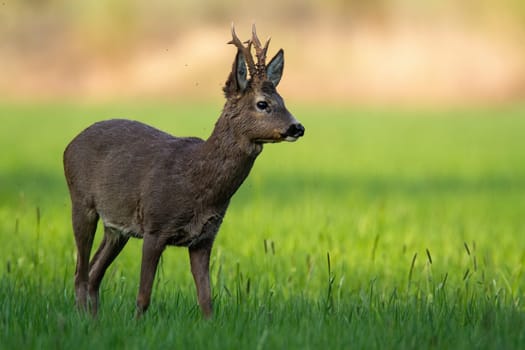 Territorial roe deer, capreolus capreolus, standing in green grass and looking aside in spring nature at sunrise. Alert wild animal in shadow from low angle view. Roebuck observing on meadow