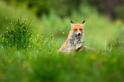 Orange red fox, vulpes vulpes, sitting near kill of deer with open mouth on a hot summer day. Mammal predator with dead prey about to feed on it with copy space..