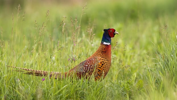 Undisturbed common pheasant, phasianus colchicus, walking along the steppe in the summertime. Hungry ring-necked bird with colorful feathers feeding himself on the meadow. Wild animal in open space.