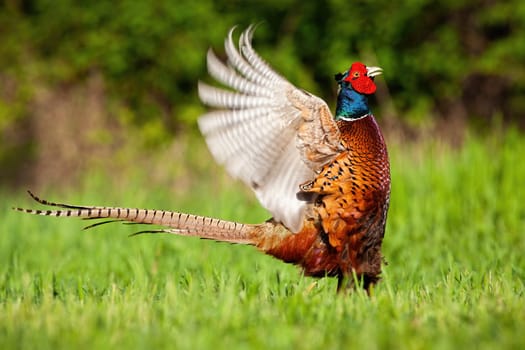 Distracted common pheasant, phasianus colchicus, lekking on the green meadow. Adult bird fluttering wings in its natural habitat. Ring-necked pheasant displaying himself. Scared animal in the nature.