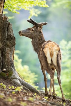 Male red deer, cervus elaphus, stag in old forest from back view looking aside. Peaceful antler aside in spring from profile. Mammal with brown fur and velvet antlers in wilderness.