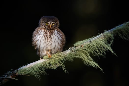 Little hunter eurasian pygmy-owl, glaucidium passerinum, showing its claws while looking from the twig. Small owl in the forest at dusk. Adorable wild animal resting on the tree.