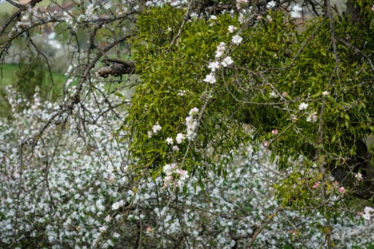 Green mistletoe growing at a fruit tree in springtime