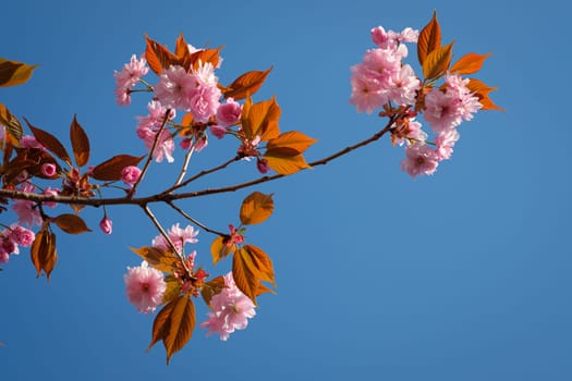 Twig cherry plum (Prunus cerasifera) with pink flowers blue sky
